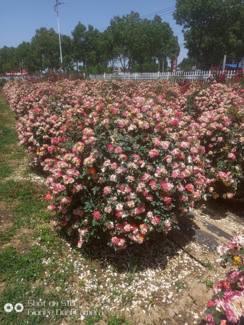 河南南阳供应月季花球，0.6米到1.5米