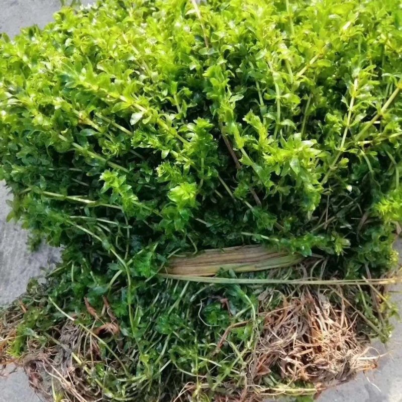 带根轮叶黑藻