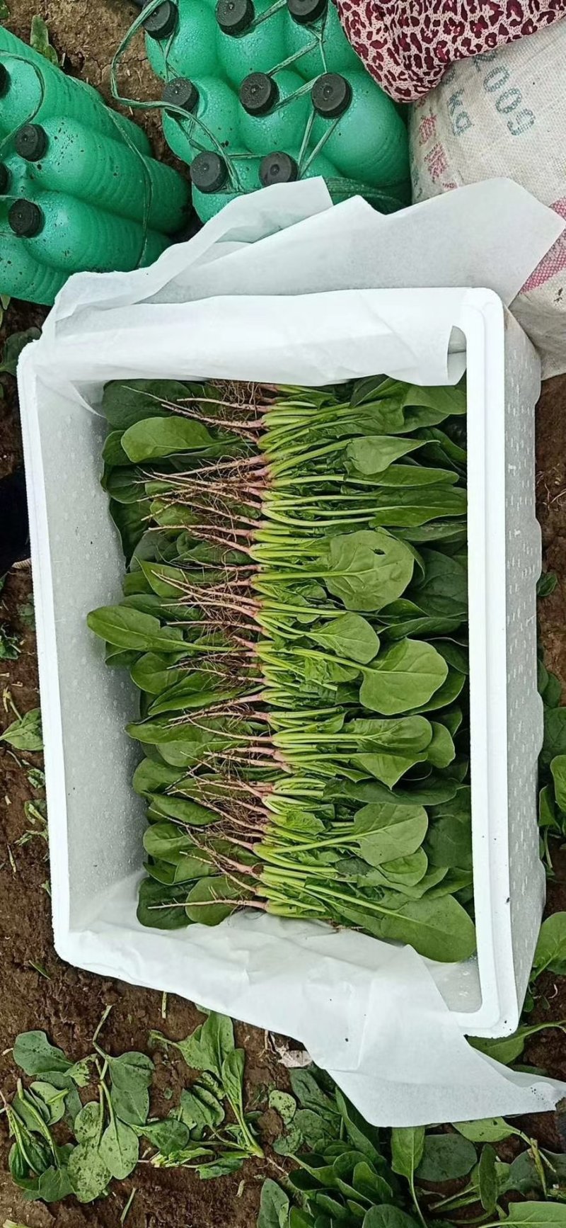 产地供应优质大叶菠菜