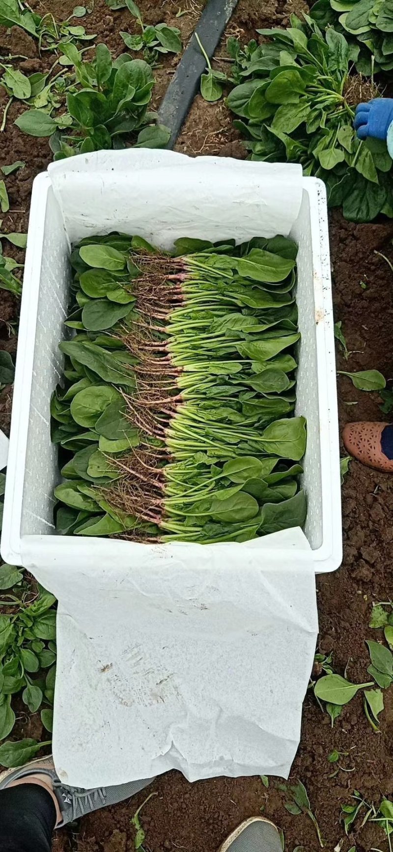 产地供应优质大叶菠菜
