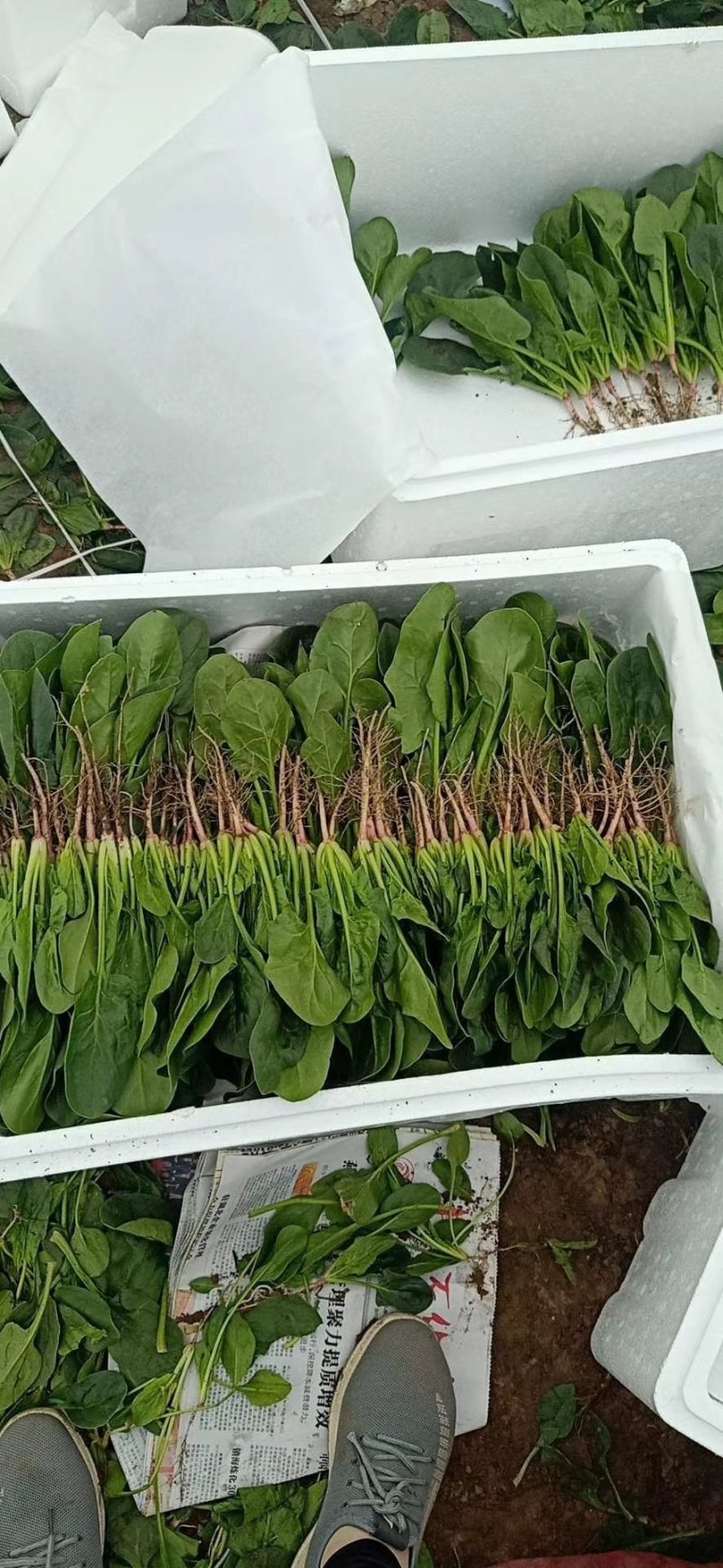 产地供应优质大叶菠菜