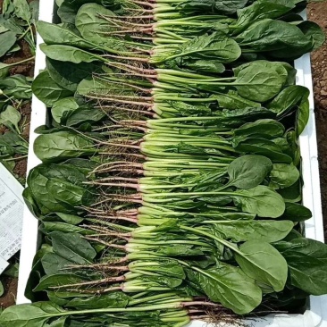 产地供应优质大叶菠菜
