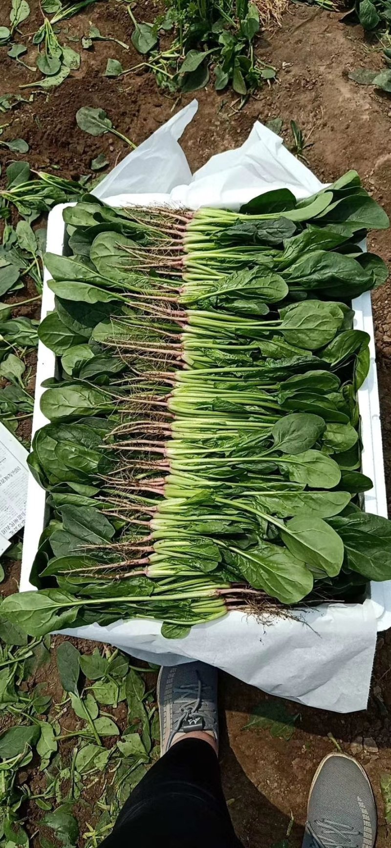 产地供应优质大叶菠菜