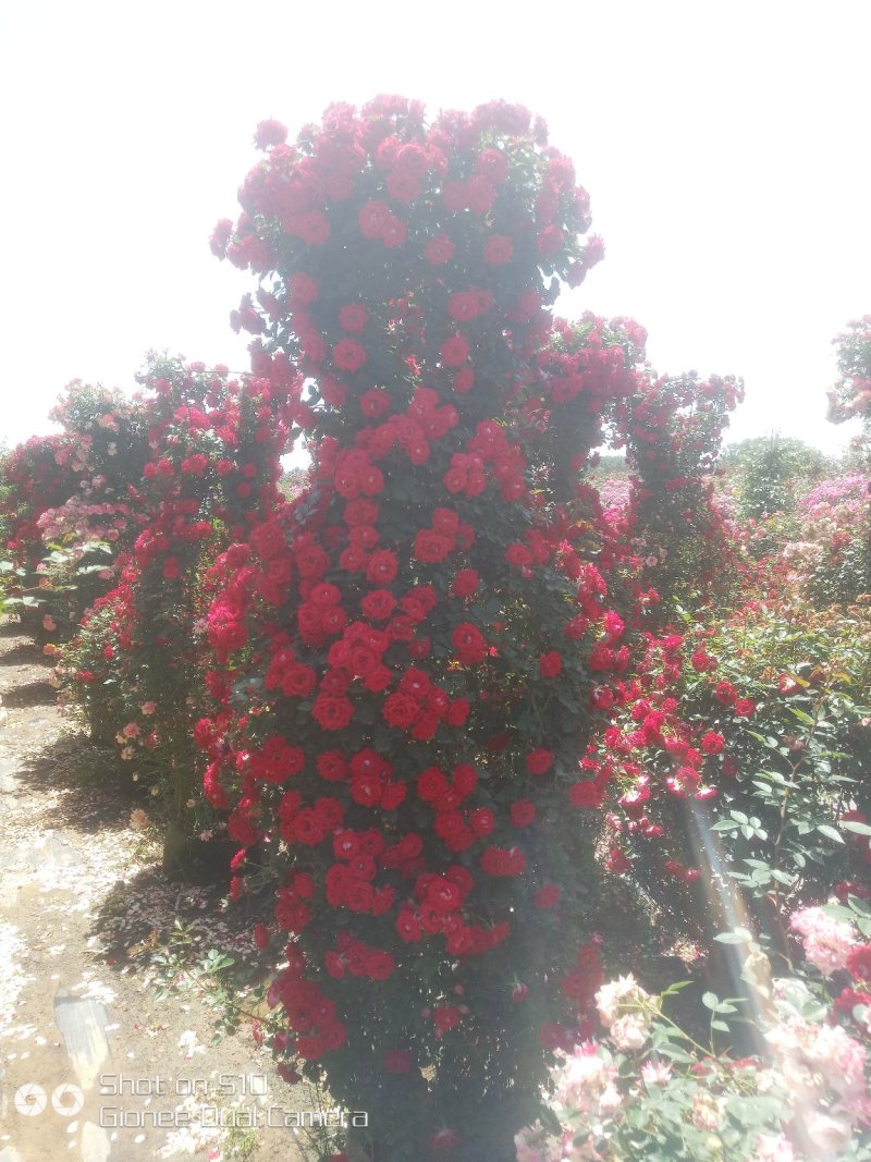 河南南阳供应月季花瓶，1米到2.5米