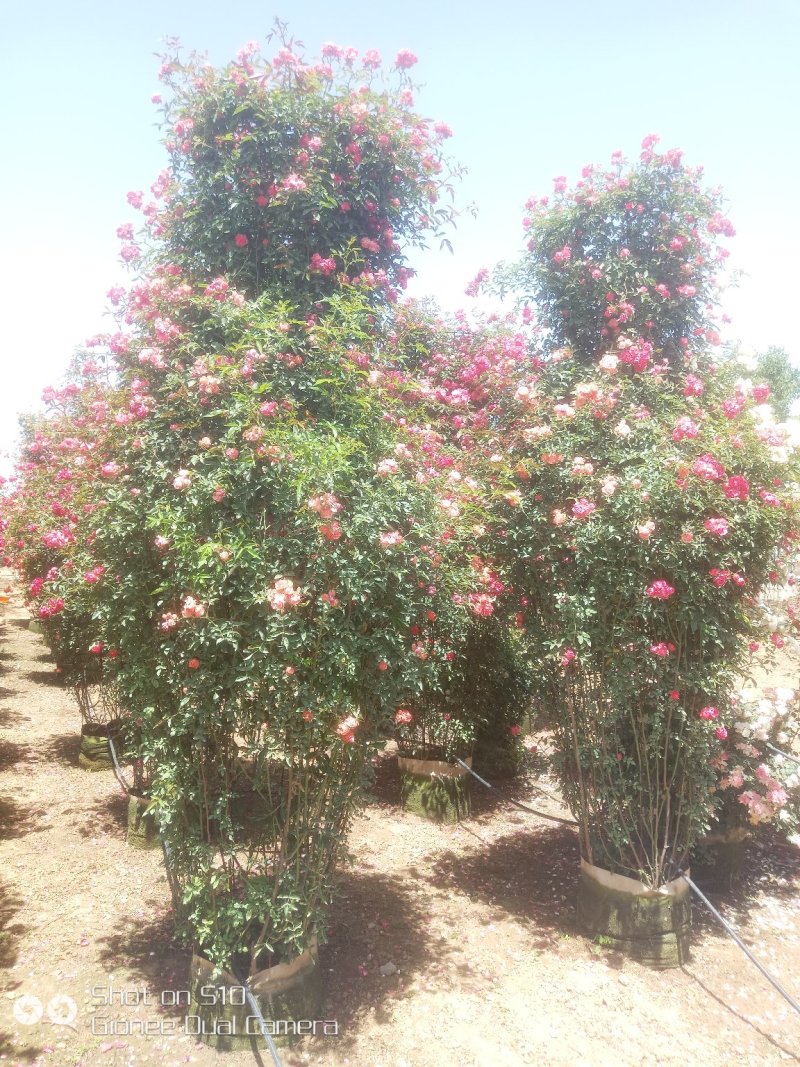 河南南阳供应月季花瓶，1米到2.5米
