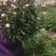 甘肃种植基地芍药切花批发零售包邮