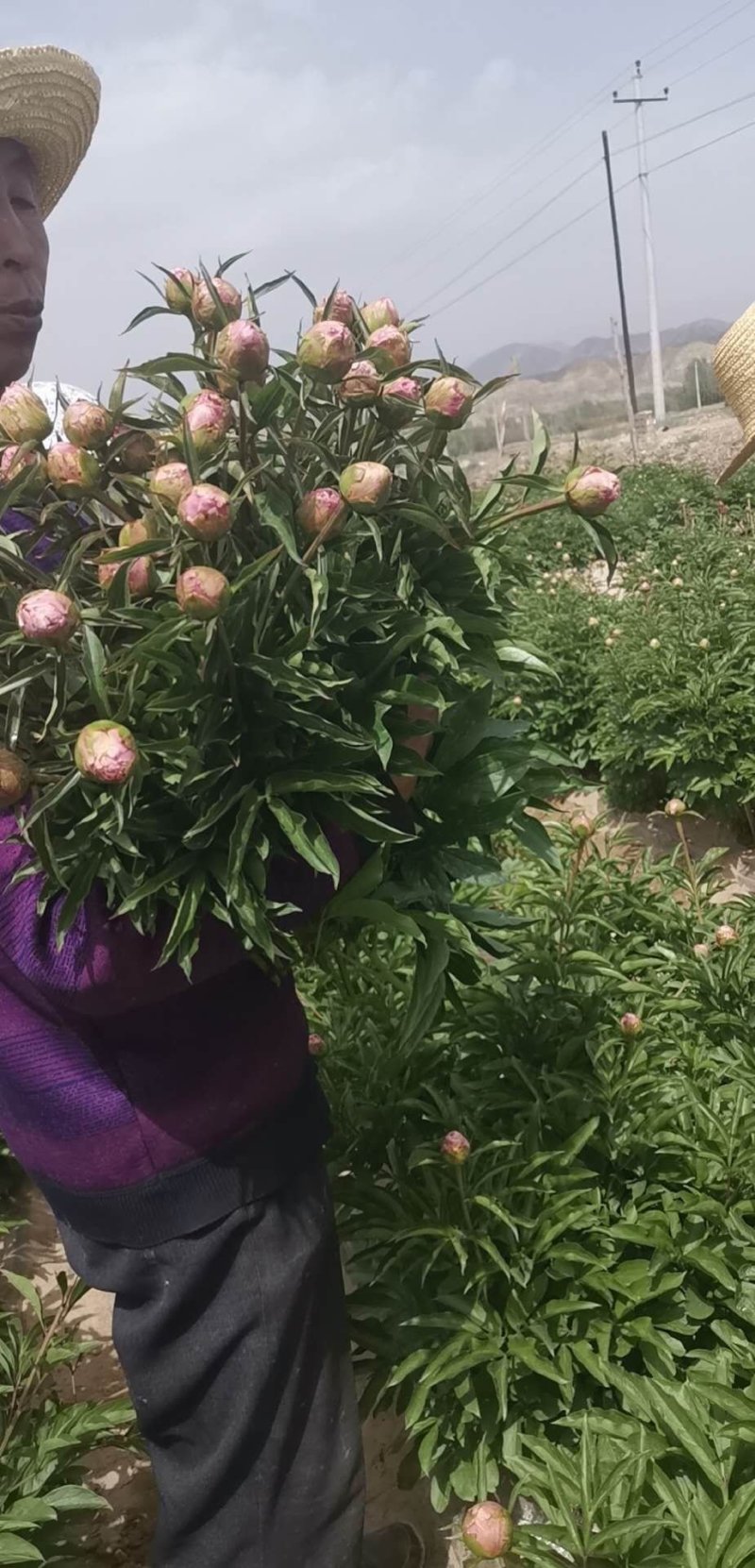 甘肃种植基地芍药切花批发零售包邮