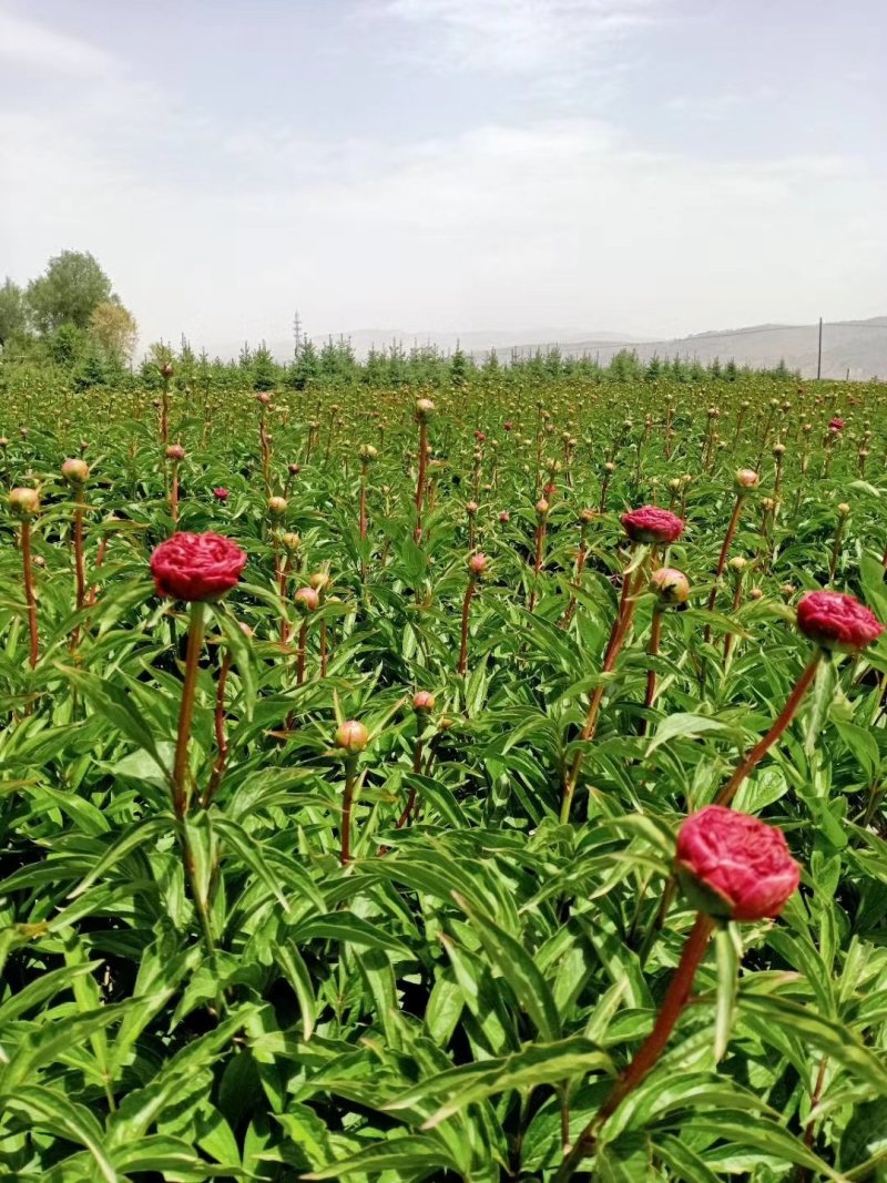 甘肃种植基地芍药切花批发零售包邮