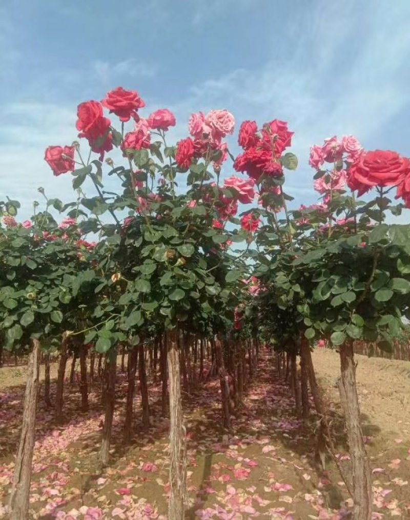 树桩月季，月季花瓶，月季花球，造型月季