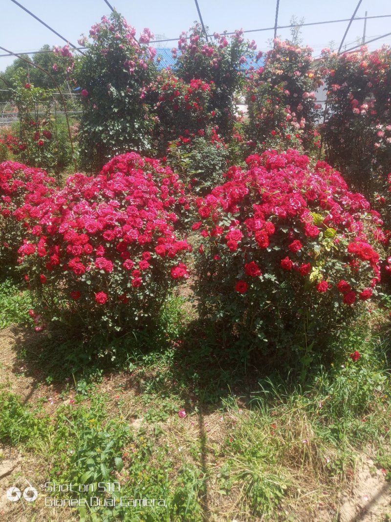 树桩月季，月季花瓶，月季花球，造型月季