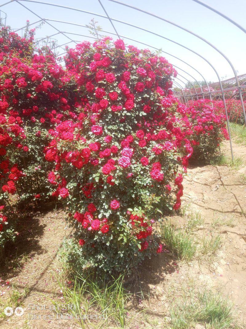 树桩月季，月季花瓶，月季花球，造型月季