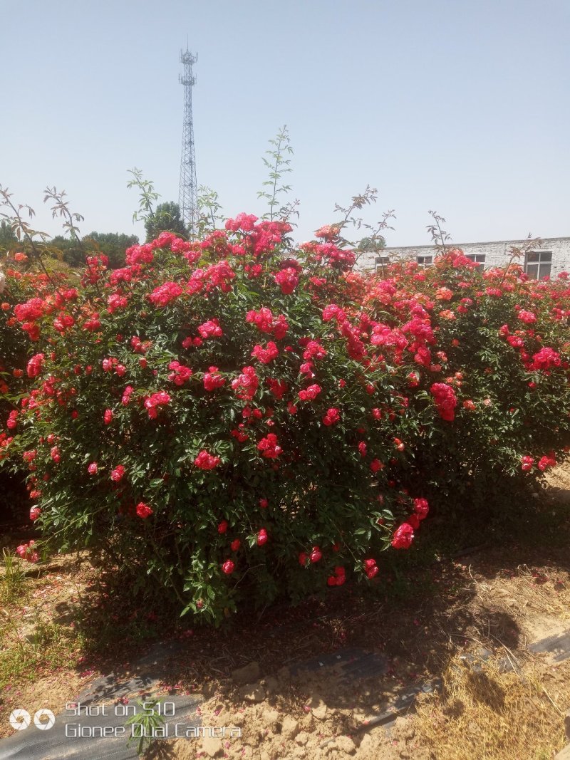 树桩月季，月季花瓶，月季花球，造型月季