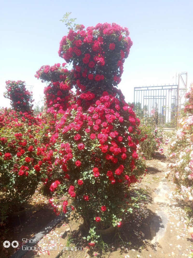 树桩月季，月季花瓶，月季花球，造型月季