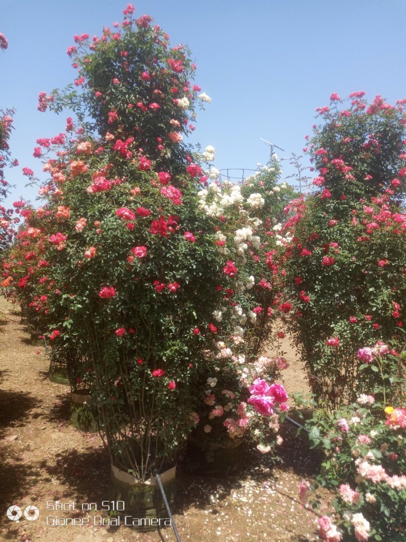 树桩月季，月季花瓶，月季花球，造型月季