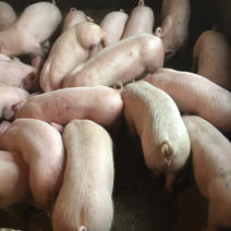 湖南仔猪基地常年供应各类仔猪，价格，欢迎全国各地老板