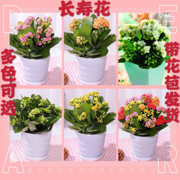 长寿花盆栽花卉重瓣带花苞发货