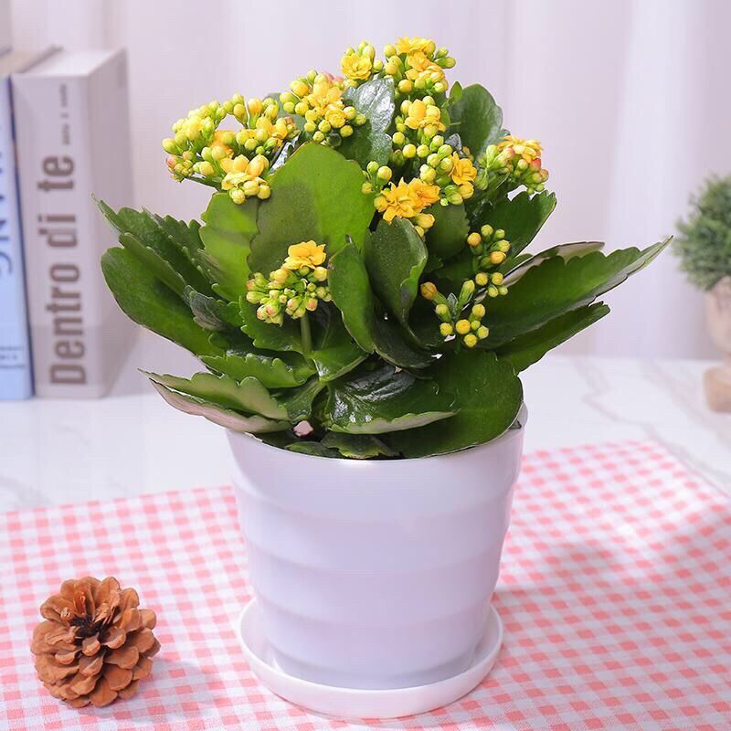 长寿花盆栽花卉重瓣带花苞发货