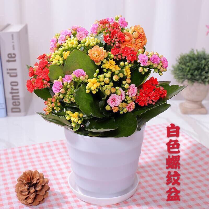 长寿花盆栽花卉重瓣带花苞发货