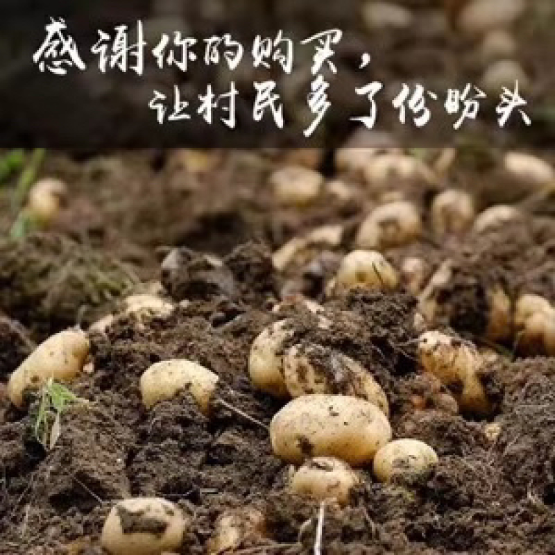 恩施高山地区正宗马尔科土豆