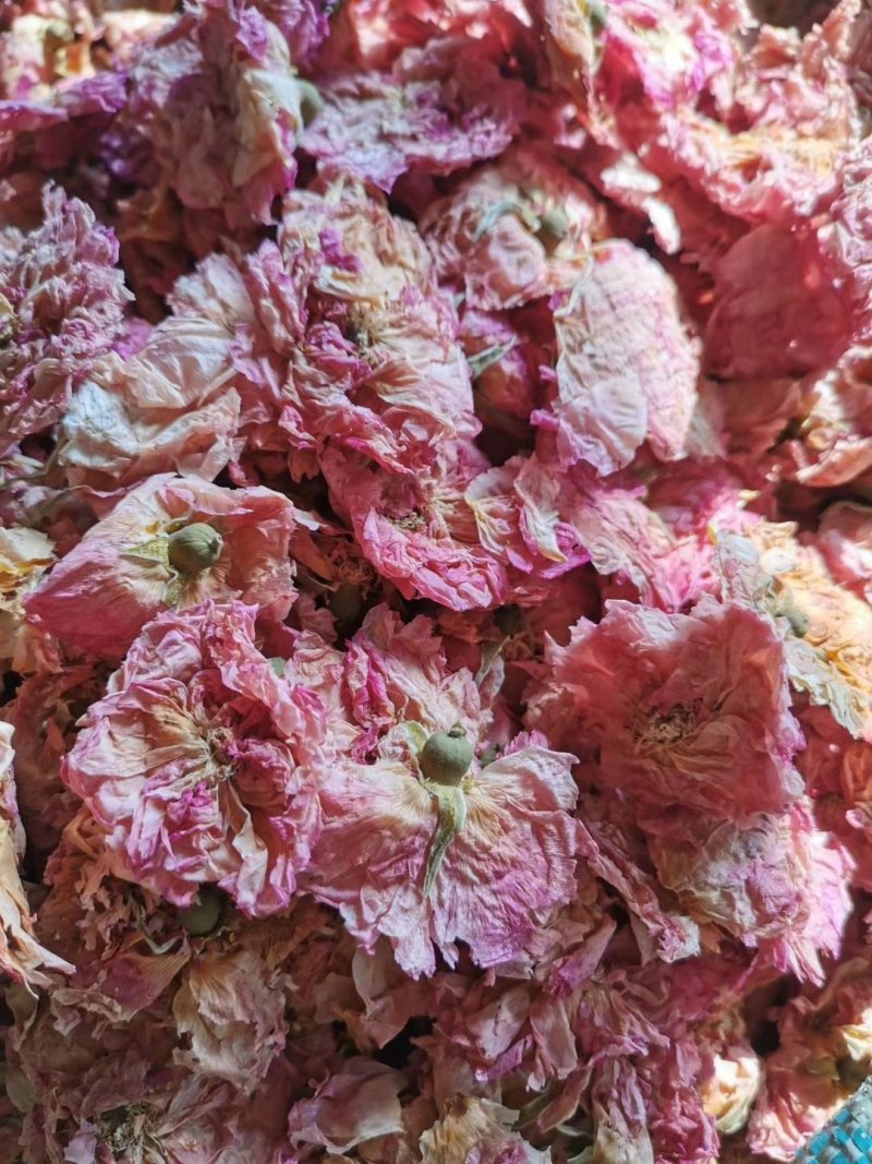 玫瑰花瓣