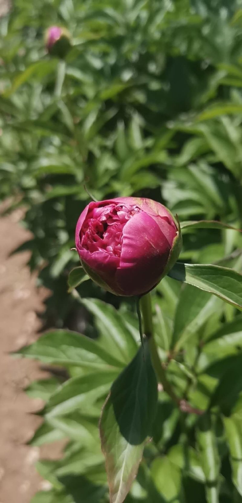 甘肃芍药种植基地芍药切花零售包邮