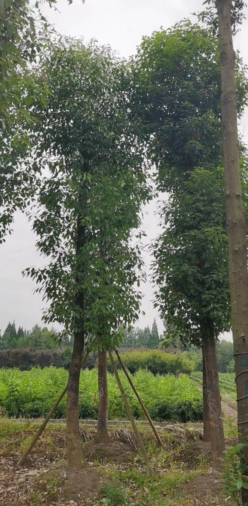 大量出售丛生全冠熟货香樟，原生态，量大从优