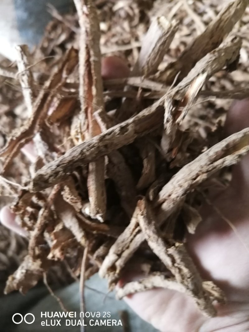 地骨皮