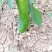 鲜辣椒新野县蔬菜种植基地青椒上市中，货源充足质量有保证