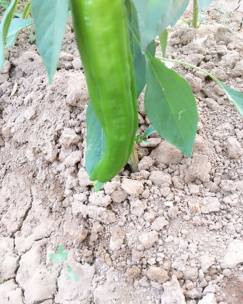 鲜辣椒新野县蔬菜种植基地青椒上市中，货源充足质量有保证