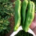 鲜辣椒新野县蔬菜种植基地青椒上市中，货源充足质量有保证