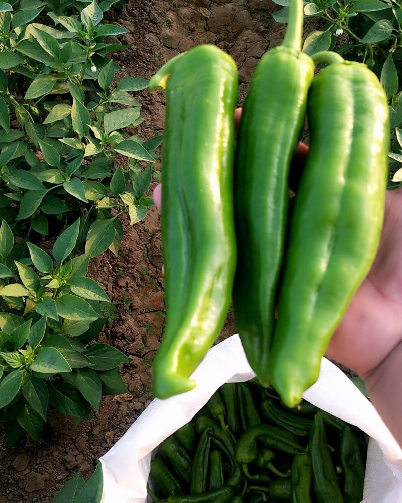 鲜辣椒新野县蔬菜种植基地青椒上市中，货源充足质量有保证