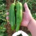 鲜辣椒新野县蔬菜种植基地青椒上市中，货源充足质量有保证