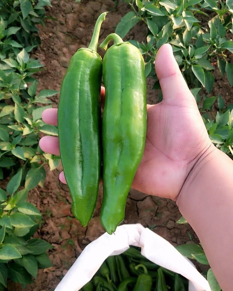 鲜辣椒新野县蔬菜种植基地青椒上市中，货源充足质量有保证