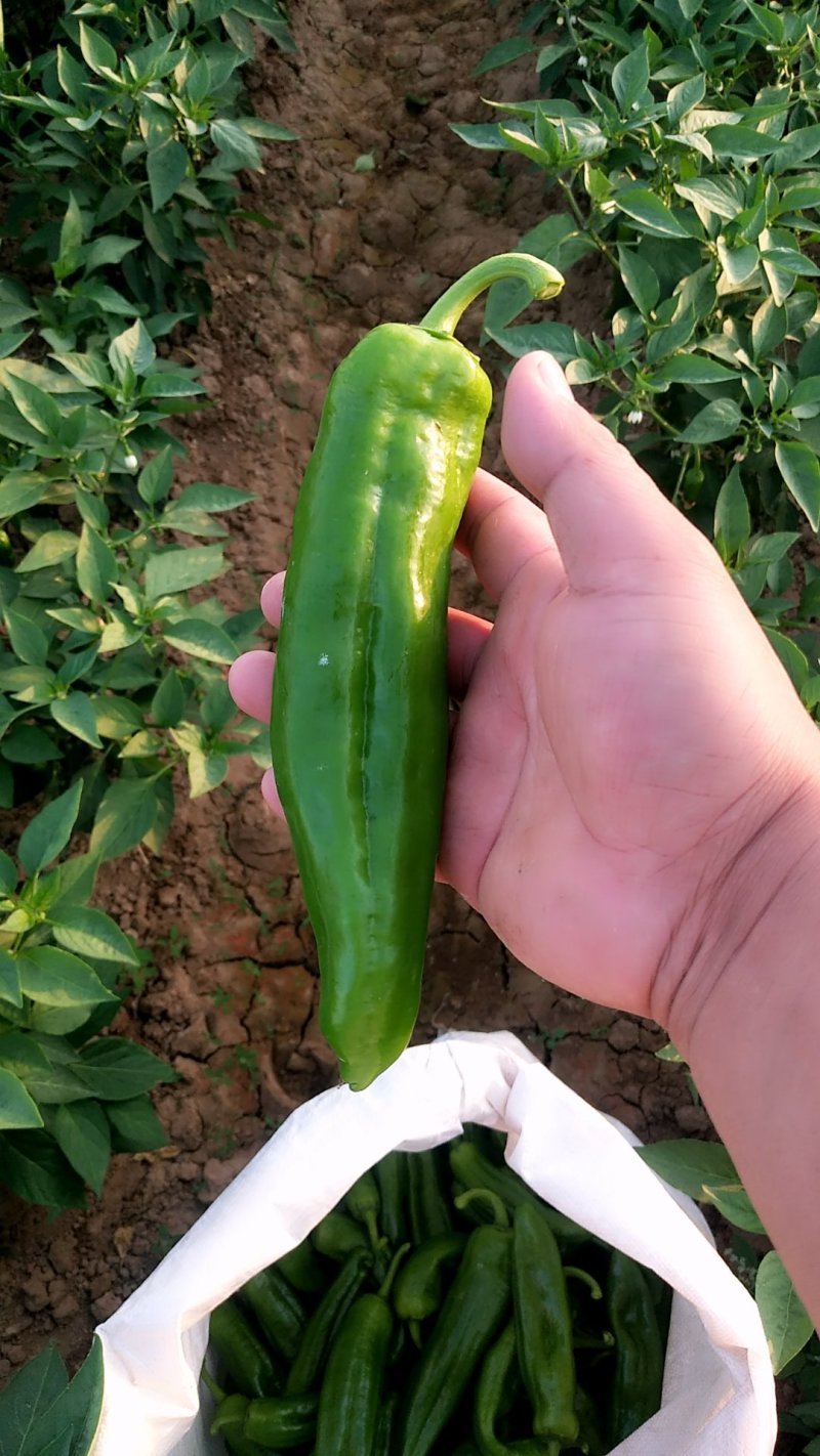 鲜辣椒新野县蔬菜种植基地青椒上市中，货源充足质量有保证