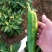 鲜辣椒新野县蔬菜种植基地青椒上市中，货源充足质量有保证