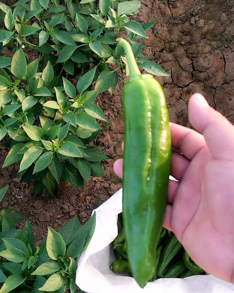 鲜辣椒新野县蔬菜种植基地青椒上市中，货源充足质量有保证