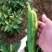 鲜辣椒新野县蔬菜种植基地青椒上市中，货源充足质量有保证