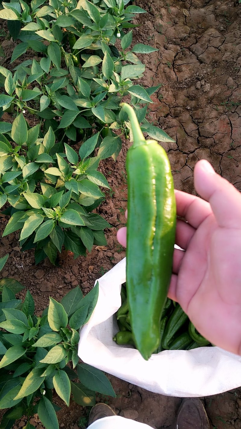 鲜辣椒新野县蔬菜种植基地青椒上市中，货源充足质量有保证