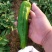 鲜辣椒新野县蔬菜种植基地青椒上市中，货源充足质量有保证