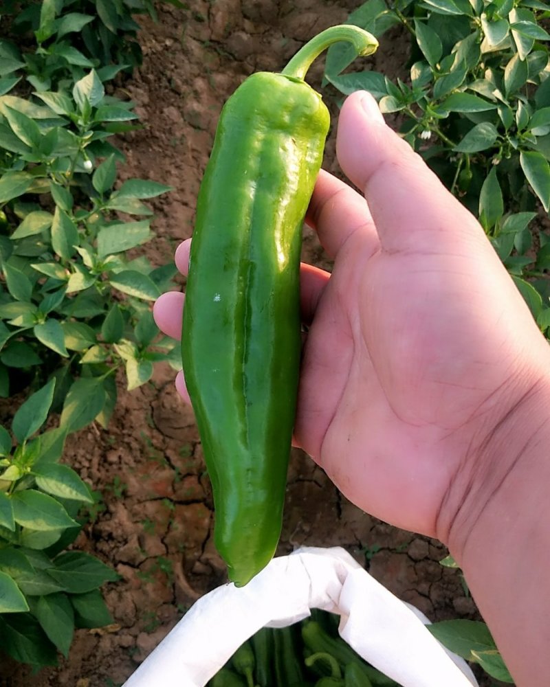 鲜辣椒新野县蔬菜种植基地青椒上市中，货源充足质量有保证