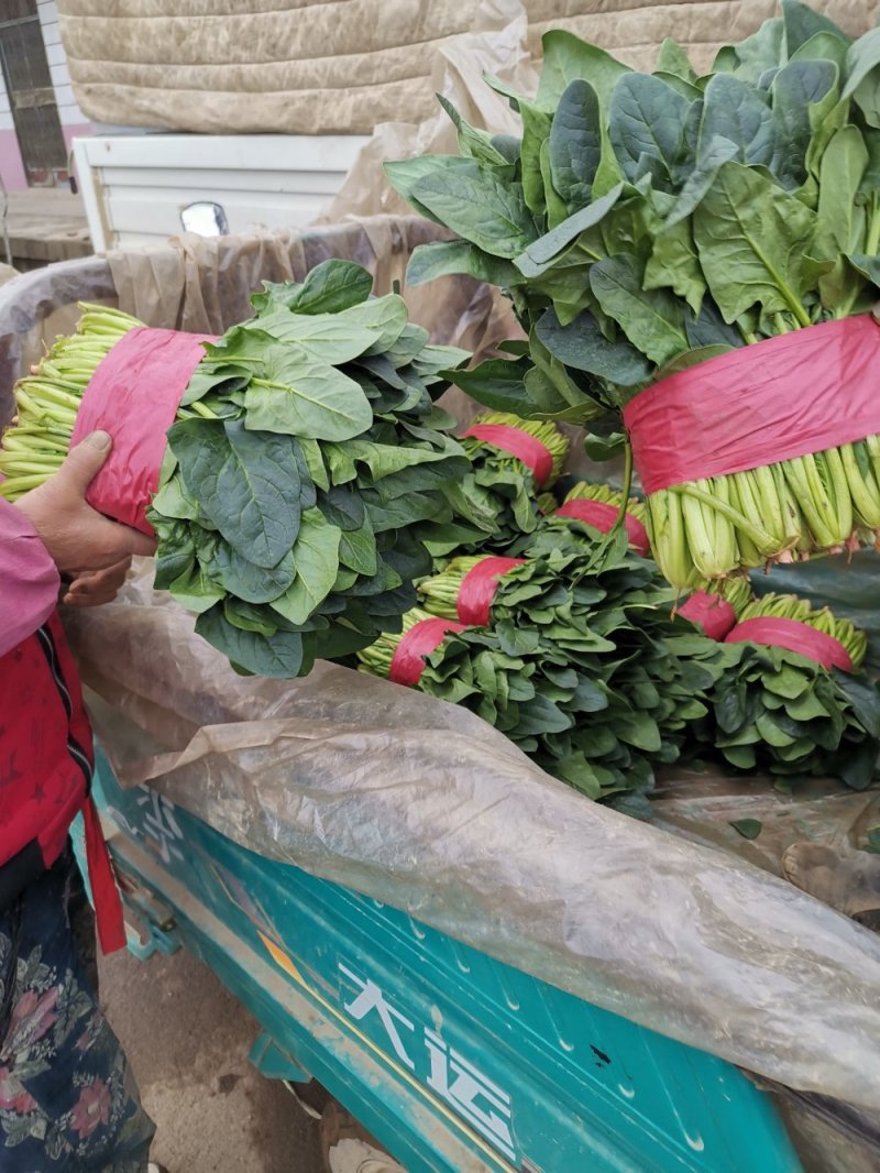 山东精品菠菜优质大叶菠菜产地直供价格便宜