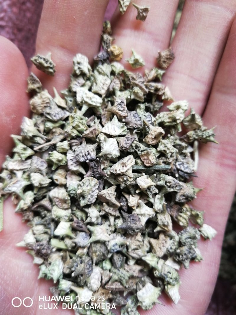 出售产地品种蒺藜小颗粒