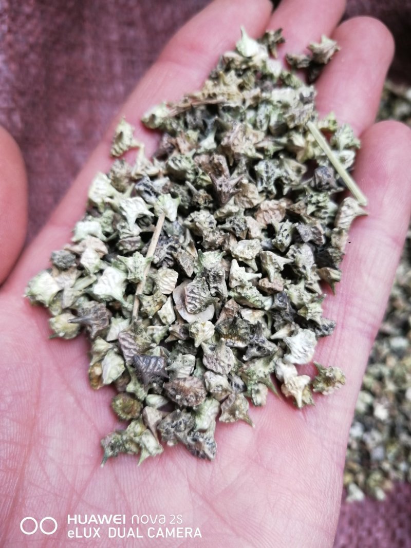 出售产地品种蒺藜小颗粒