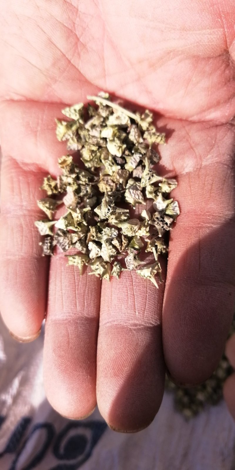 出售产地品种蒺藜小颗粒