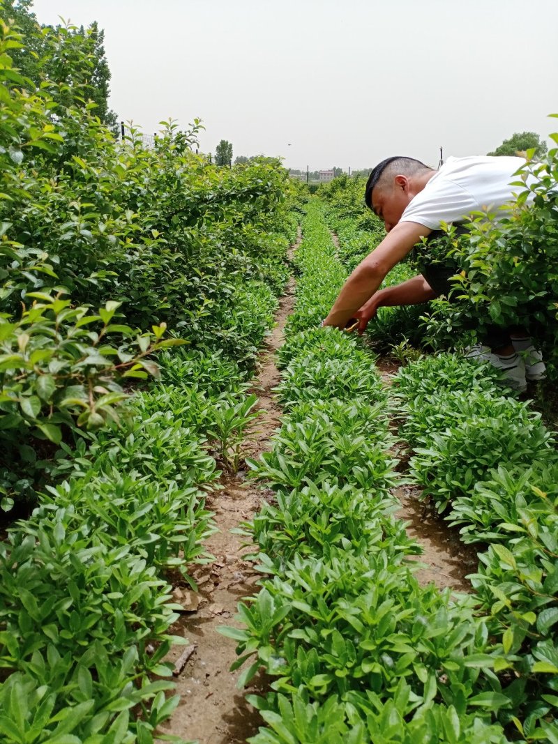 费菜养心菜高钙菜鲜菜含生物咸黄酮景天更糖