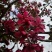 榆叶梅独杆榆叶梅嫁接京梅价格合理丛生榆叶梅