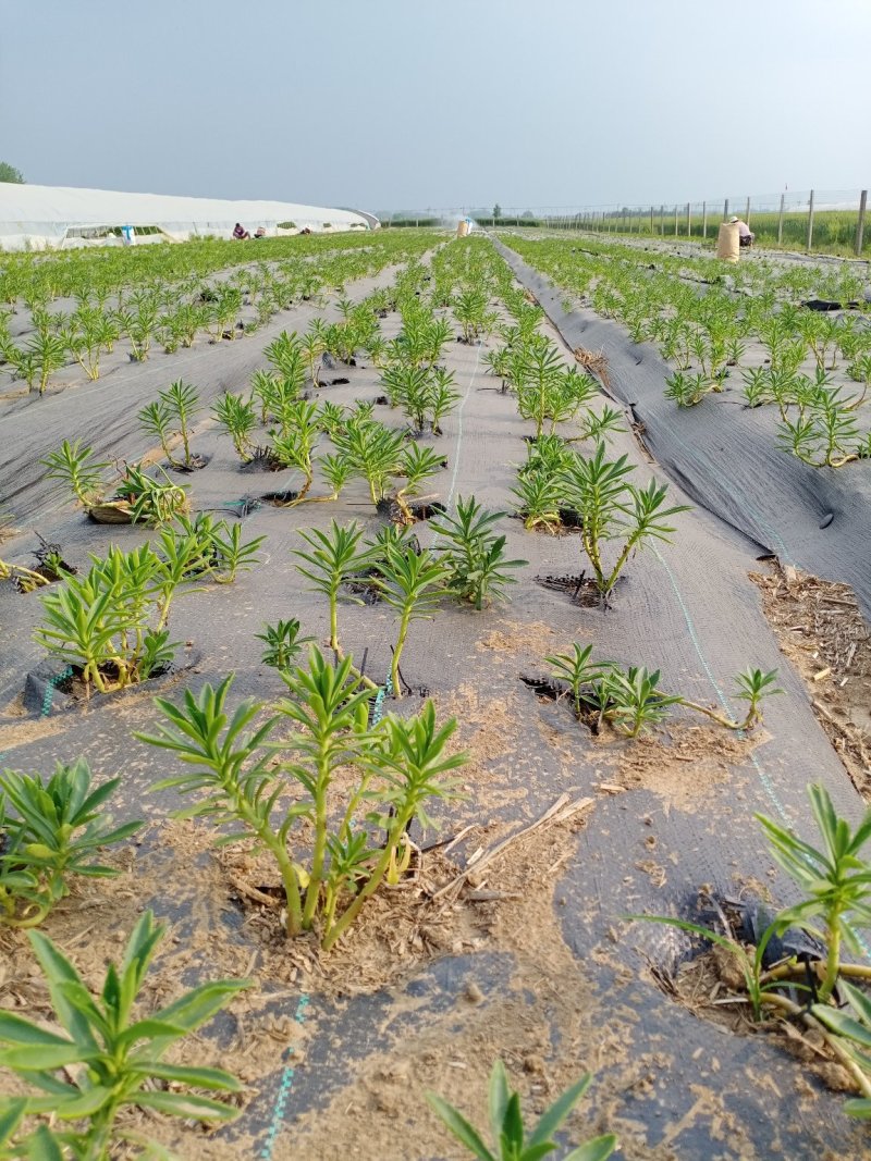 费菜养心菜高钙菜鲜菜含生物咸黄酮景天更糖