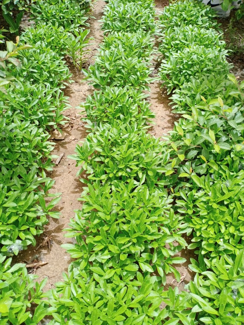 费菜养心菜高钙菜鲜菜含生物咸黄酮景天更糖