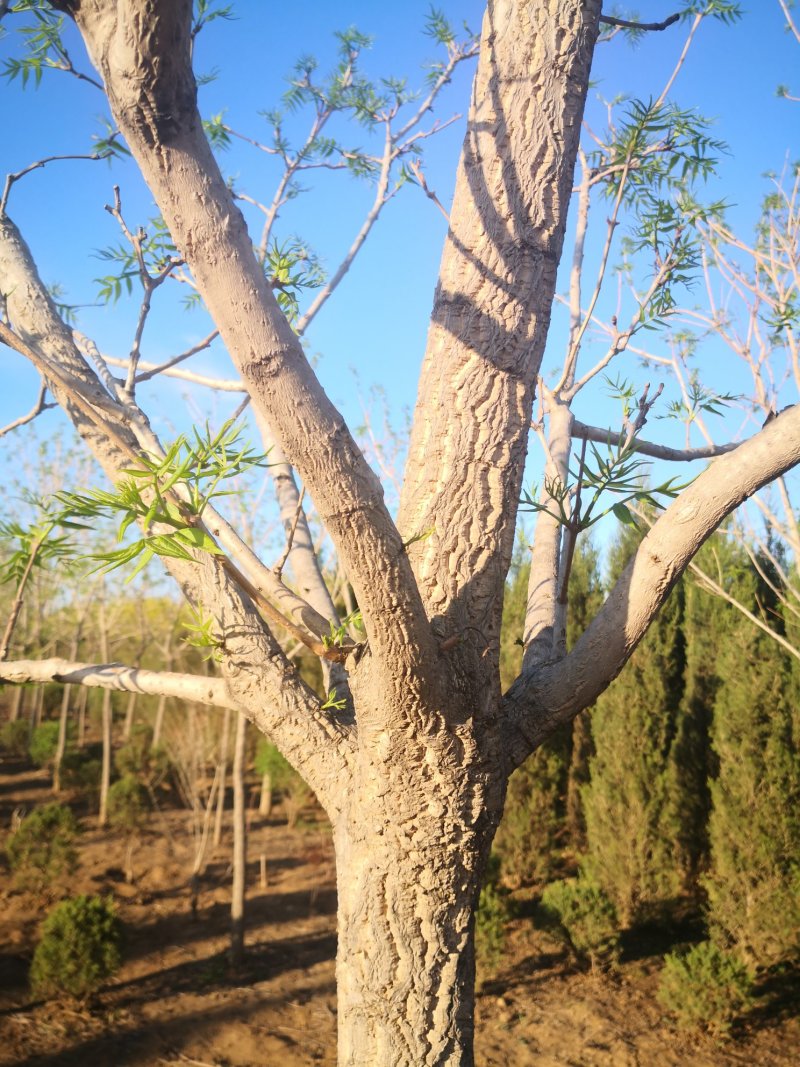 黄柏黄檗黄菠萝树苗规格全东北鲜果种子产地批发