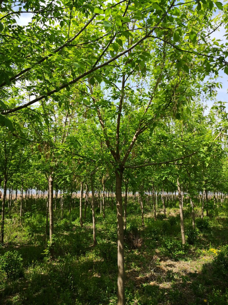 糖槭树苗绿叶复叶槭行道树圃地苗东北糖槭实地看苗